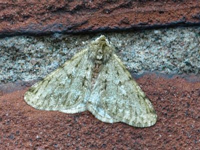 Perentak, Phigalia pilosaria.jpg